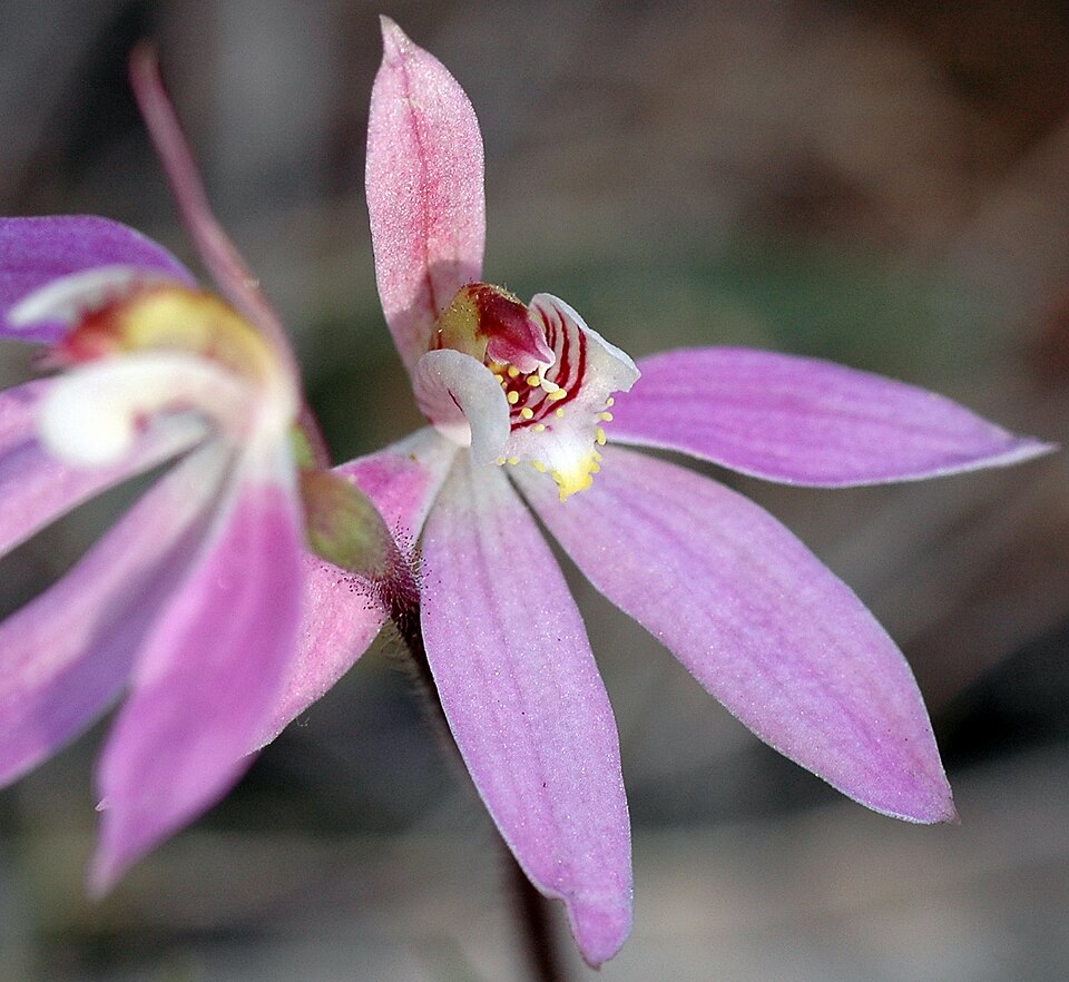 Caladenia