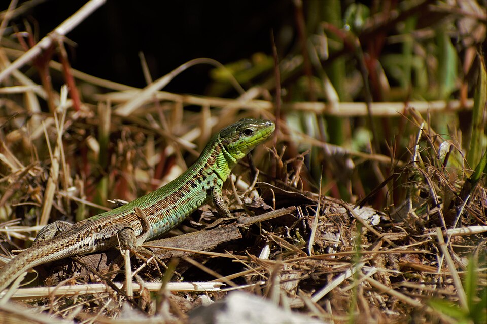 Ionian wall lizard