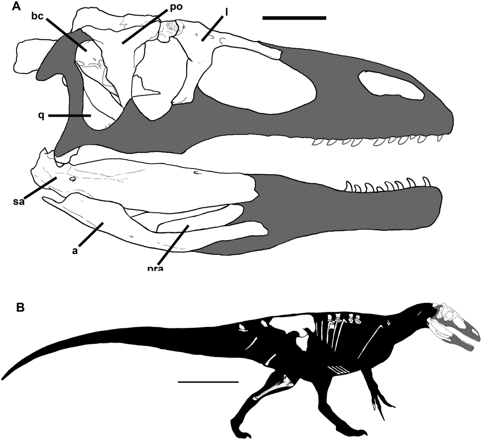 Murusraptor