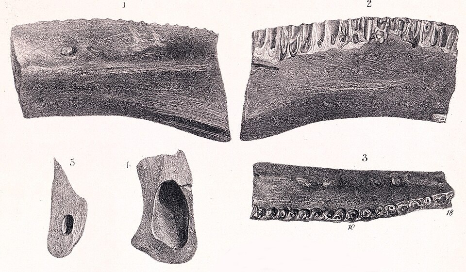 Regnosaurus