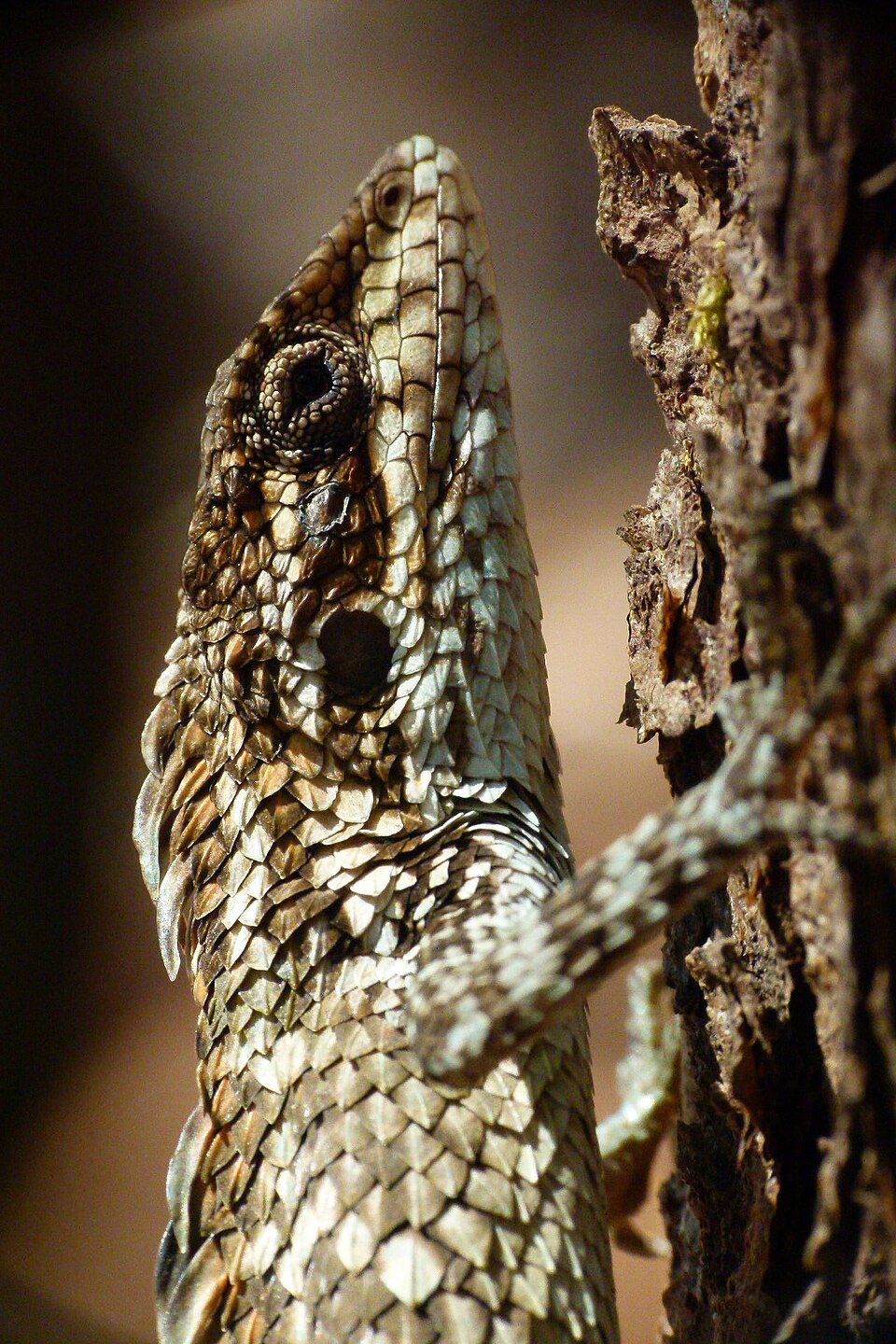 Horsfield's spiny lizard (Salea horsfieldii)