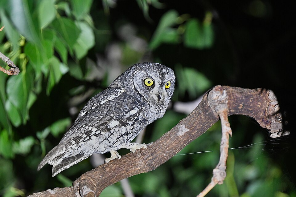 Cyprus scops owl