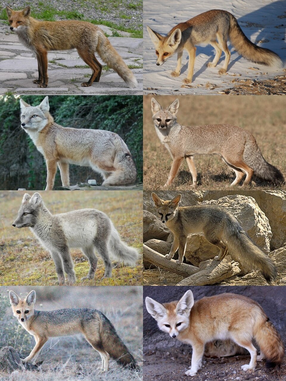 Vulpes