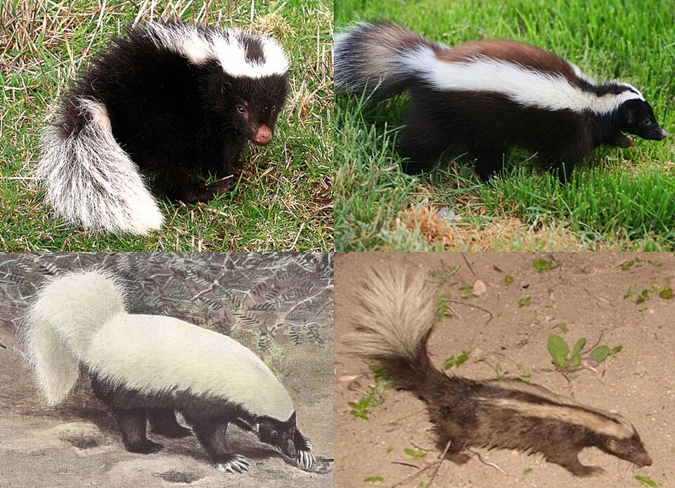 Conepatus