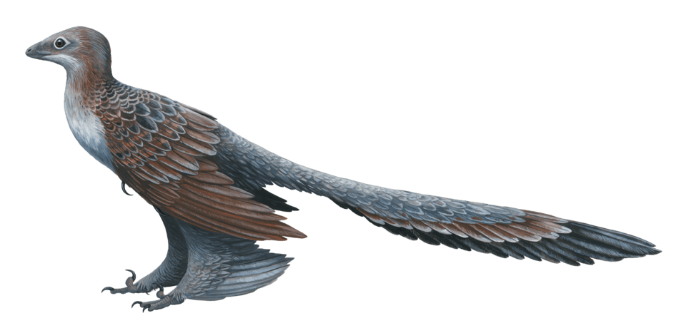 Changyuraptor