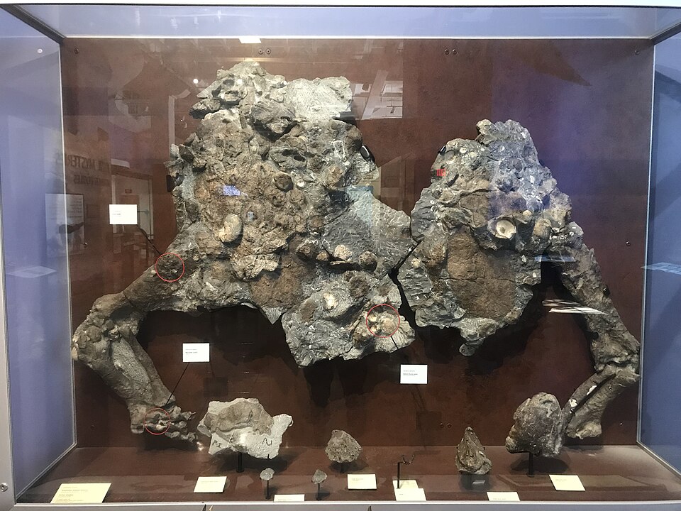 Aletopelta