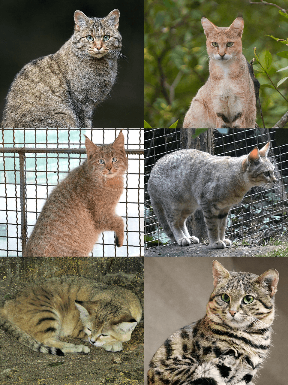 Felis