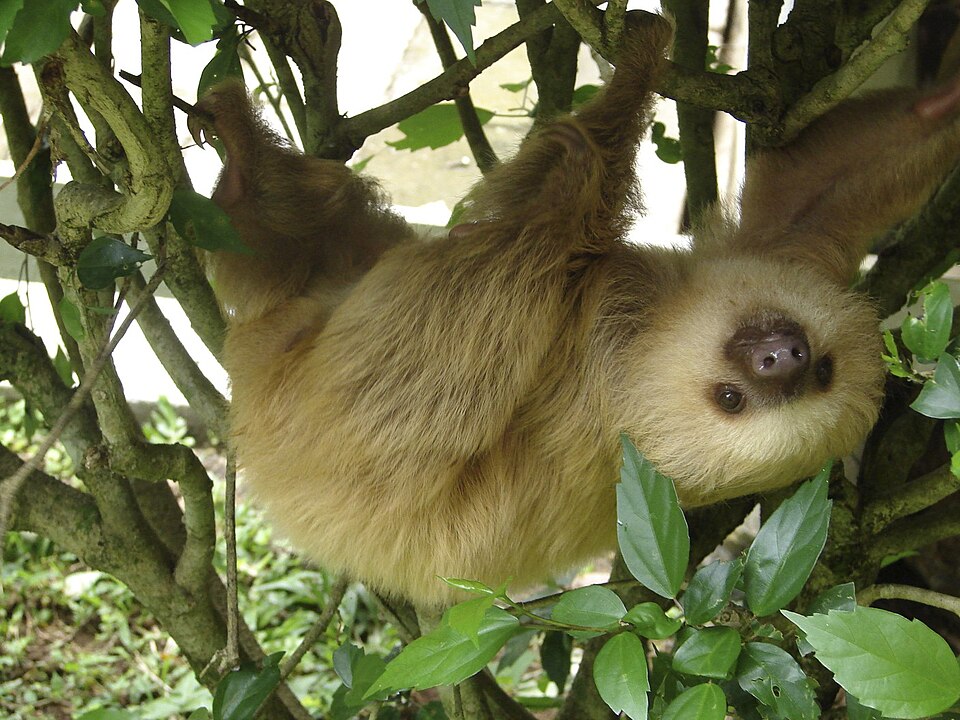 Choloepus