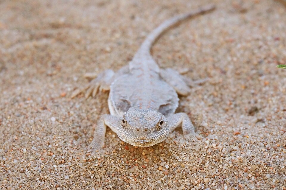 Phrynocephalus helioscopus
