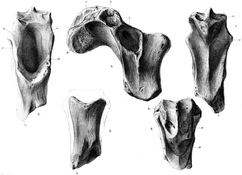 Craterosaurus