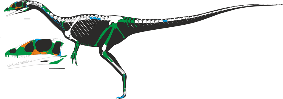 Dracoraptor