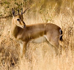 Chinkara Breeding Centre