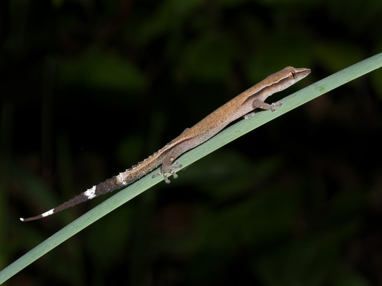 Ebenavia inunguis