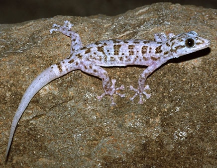 Phyllodactylidae