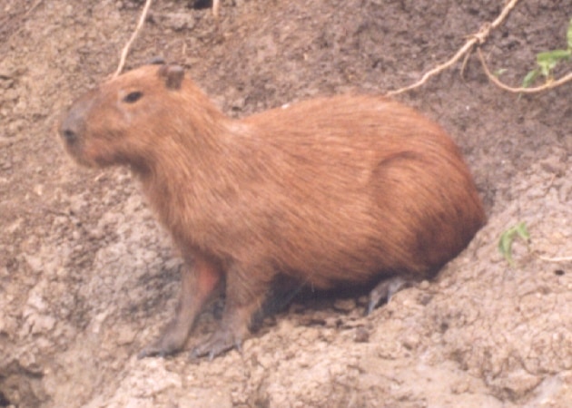 Caviomorpha