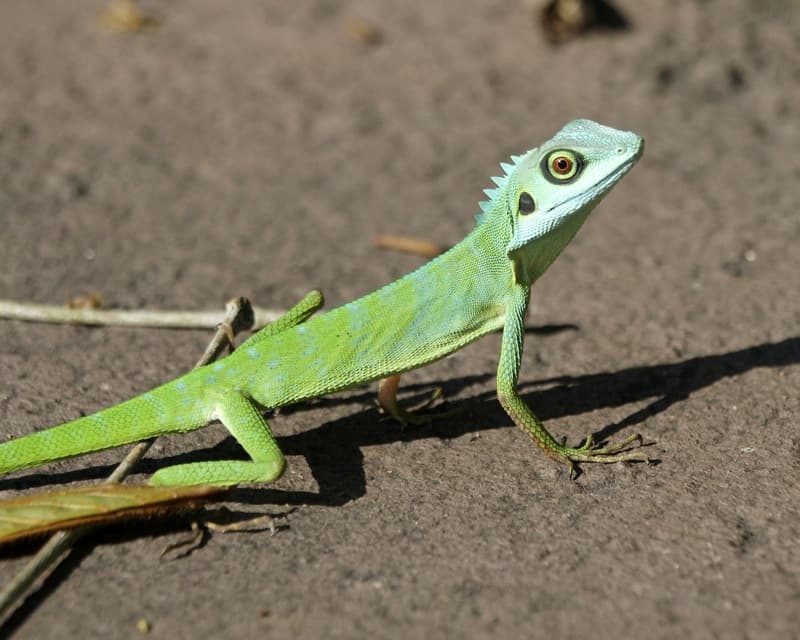 Bronchocela cristatella
