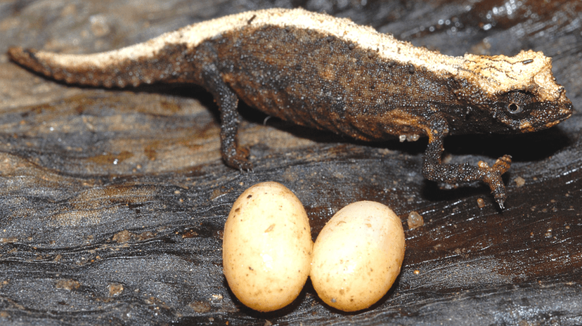 Brookesia desperata