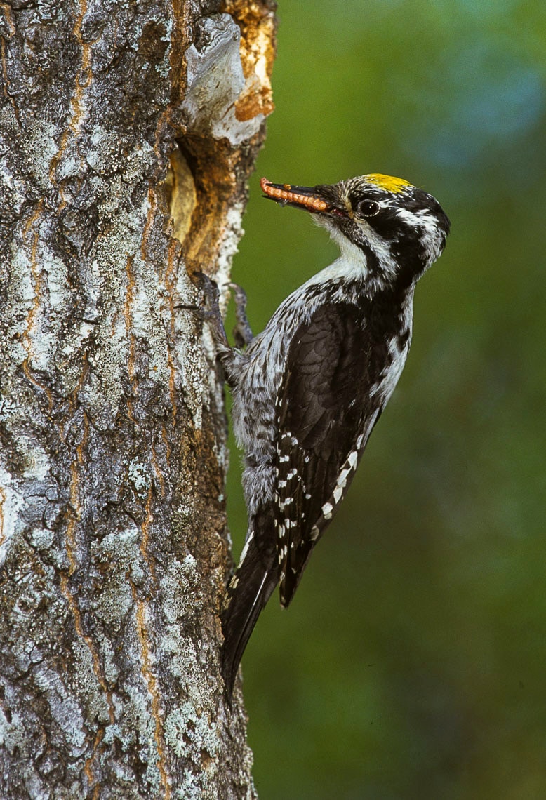 Eurasian three-toed woodpecker