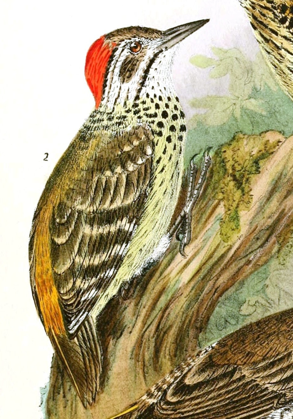 Speckle-breasted woodpecker