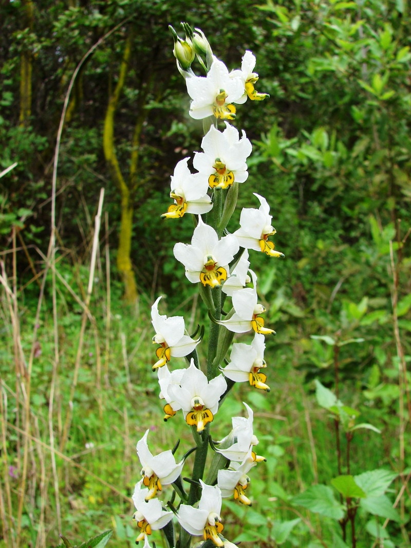 Gavilea