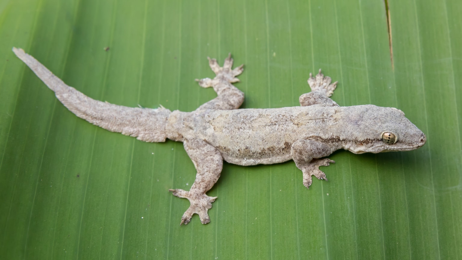 Cosymbotus platyurus