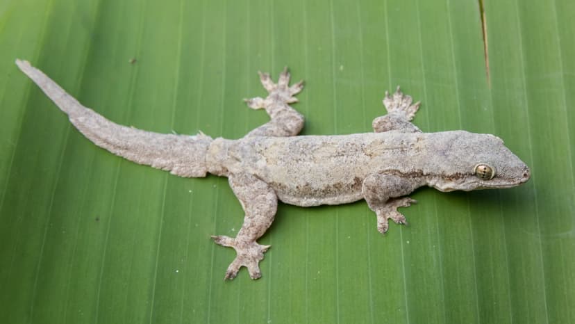 Cosymbotus platyurus