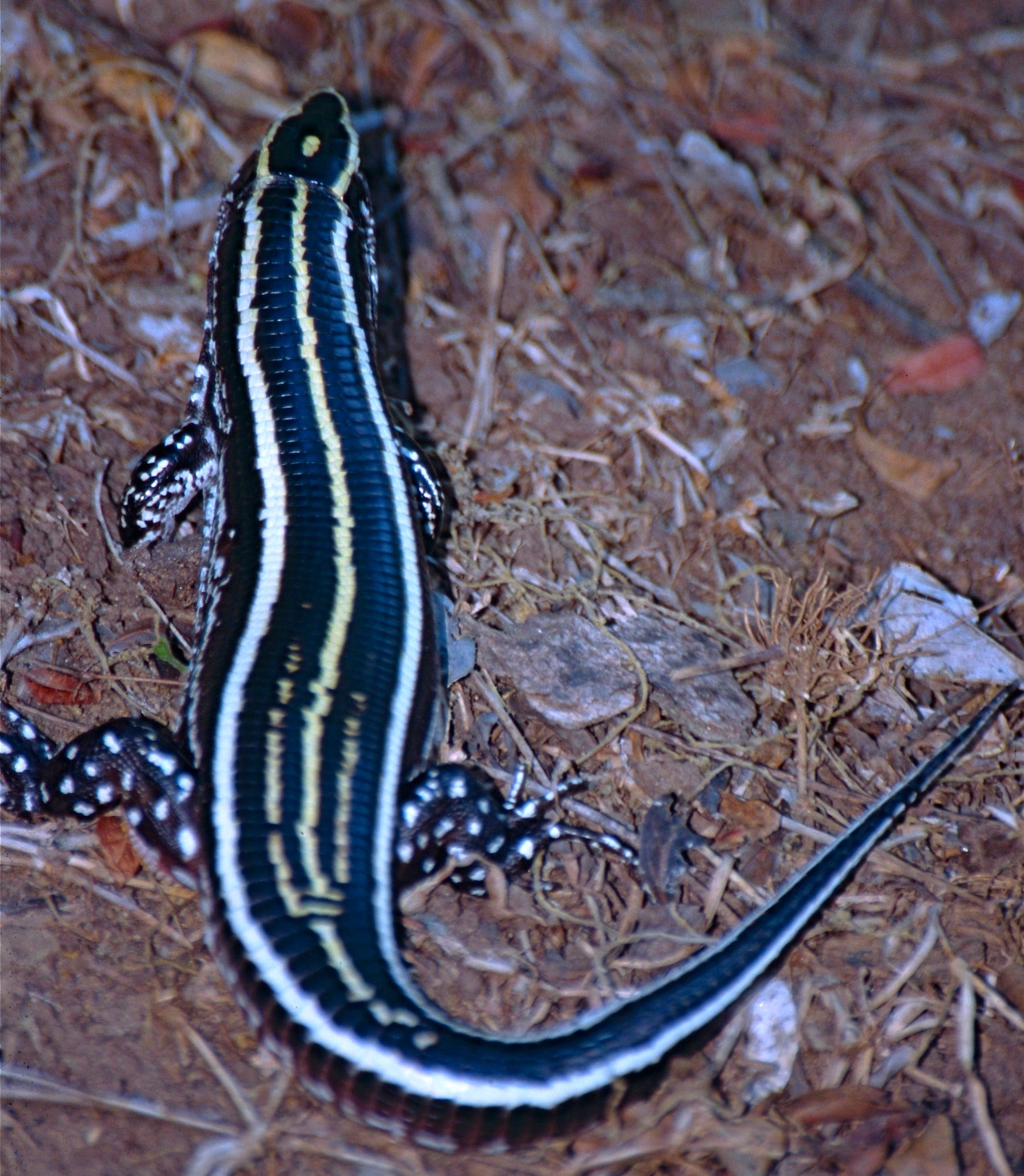 Zonosaurus trilineatus