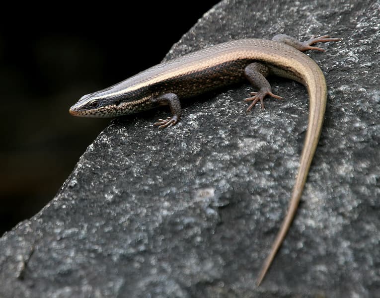 Bronze mabuya
