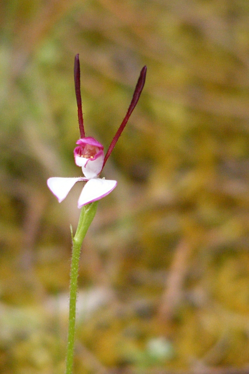 Leptoceras