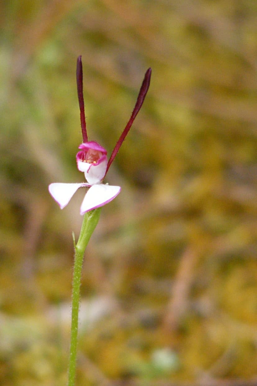 Leptoceras