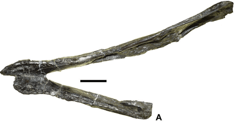 Doratodon