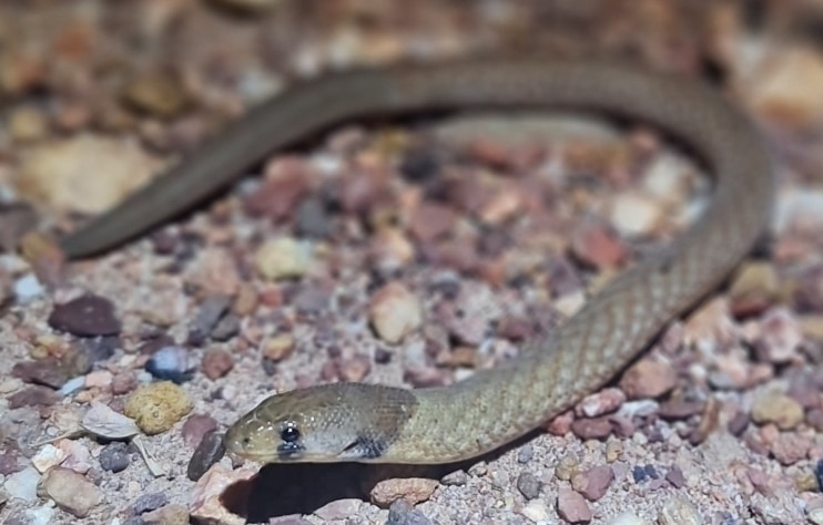 Pygopus steelescotti