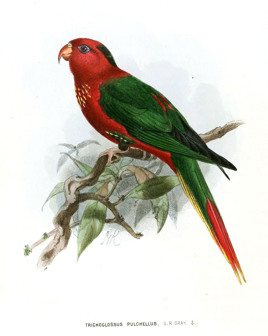 Fairy lorikeet