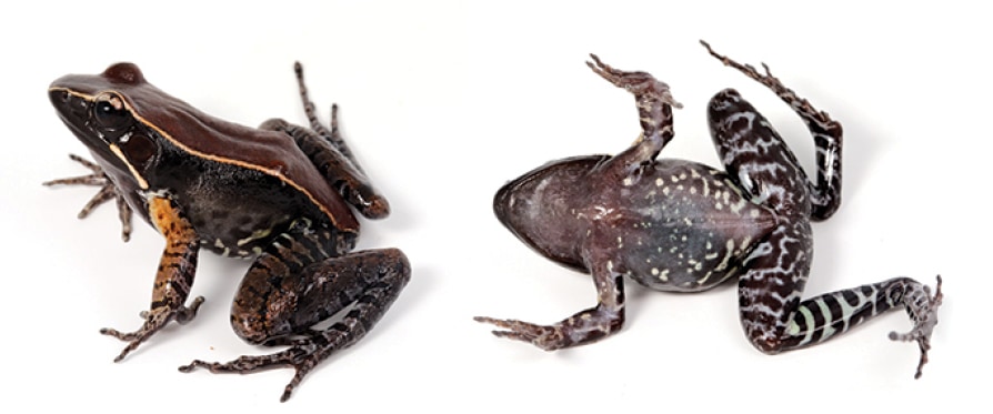 Abavorana luctuosa