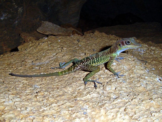 West Cuban anole