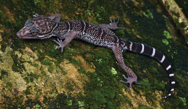 Zhe-long's leopard gecko