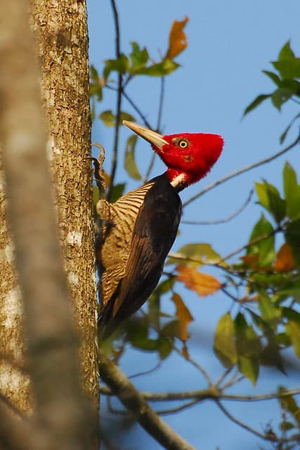 Pale-billed woodpecker