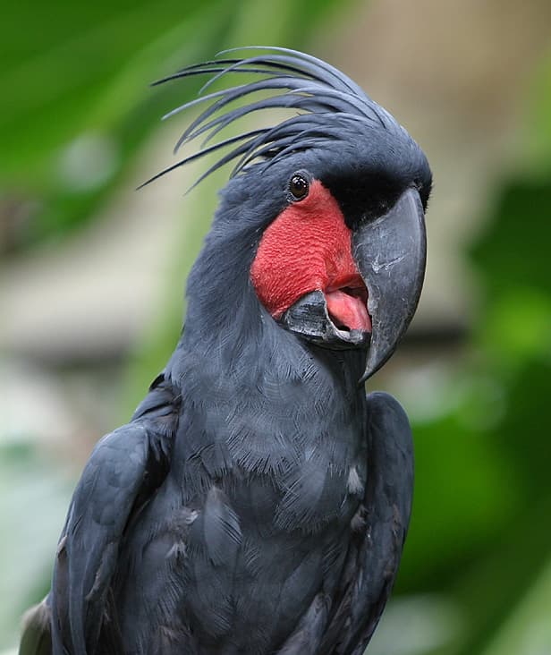 Palm cockatoo