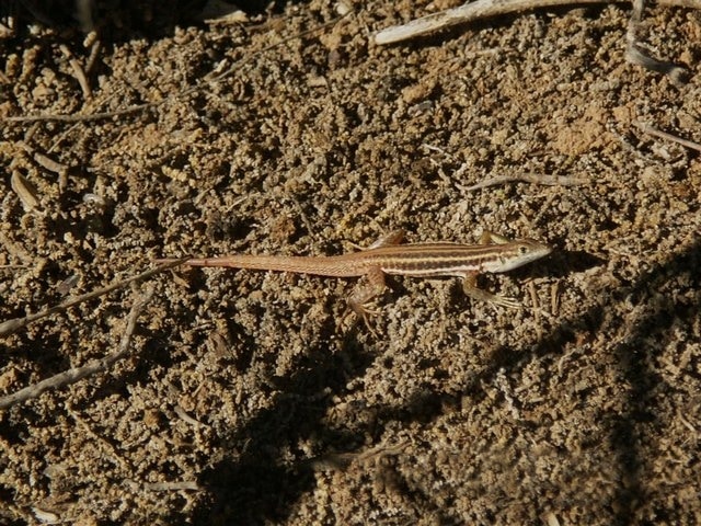 Pedioplanis