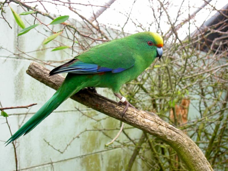 Malherbe's parakeet