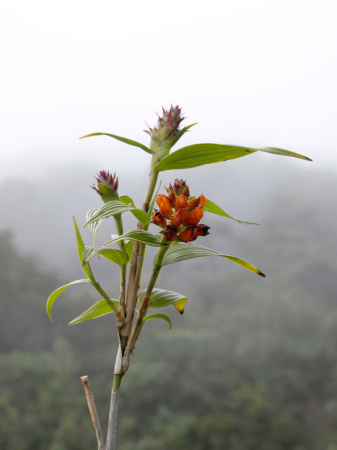 Elleanthus