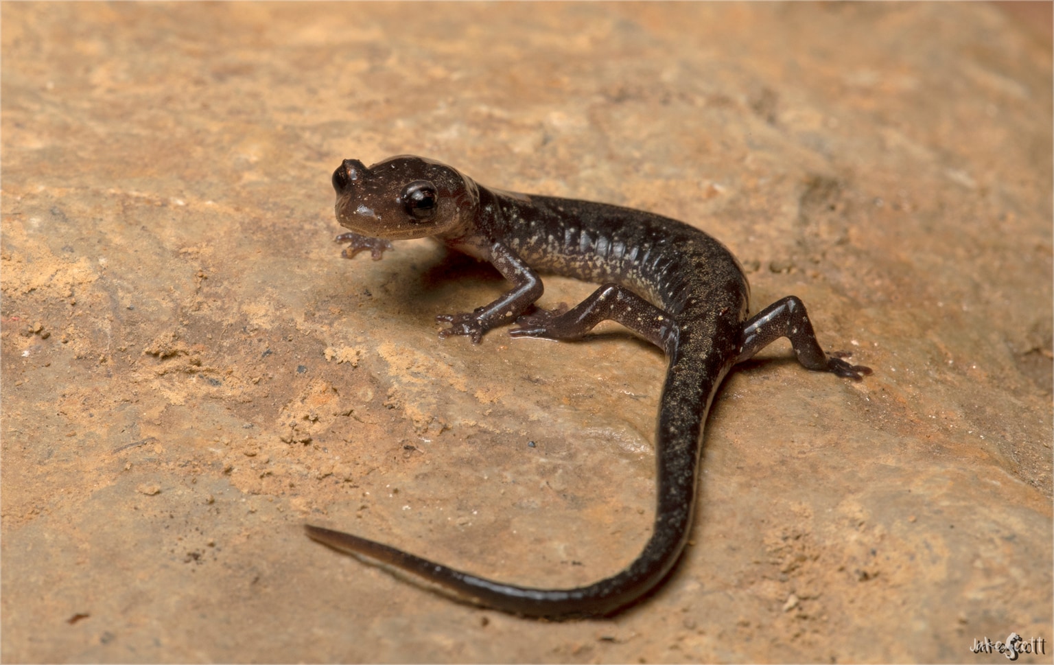 Dixie Caverns salamander