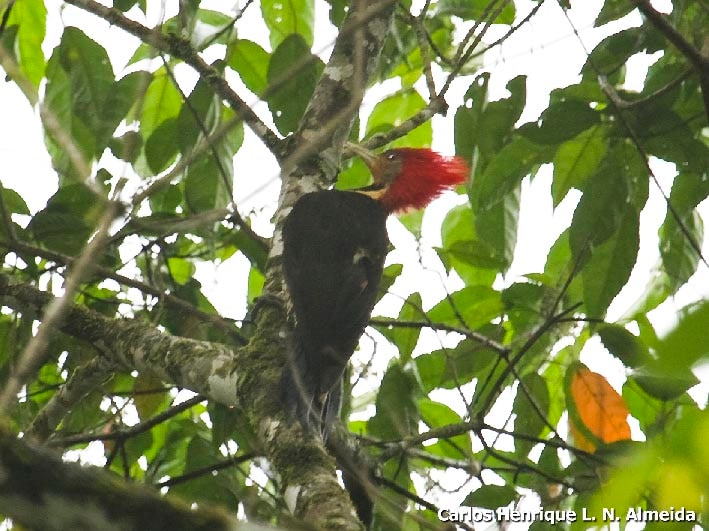 Helmeted woodpecker