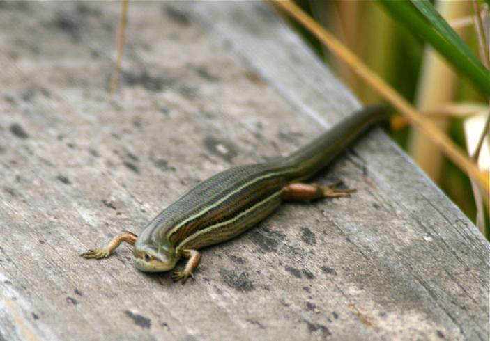 Pseudemoia rawlinsoni