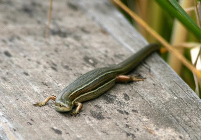 Pseudemoia rawlinsoni