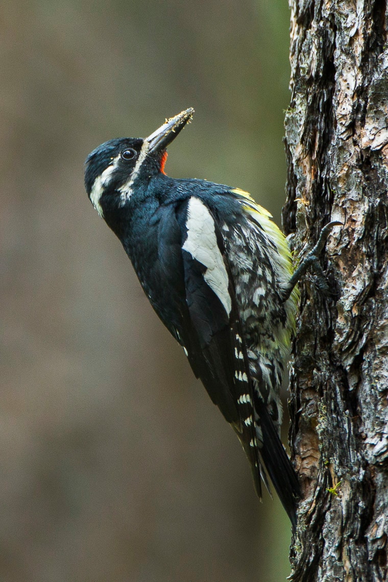 Williamson's sapsucker