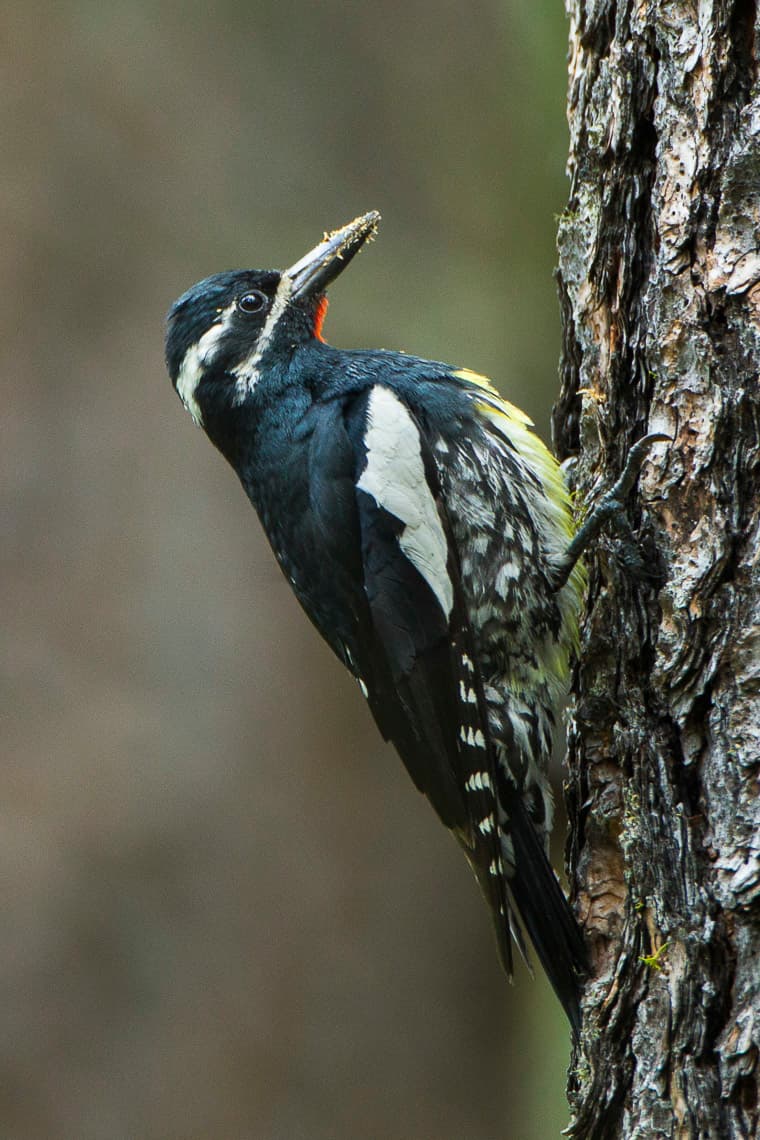 Williamson's sapsucker