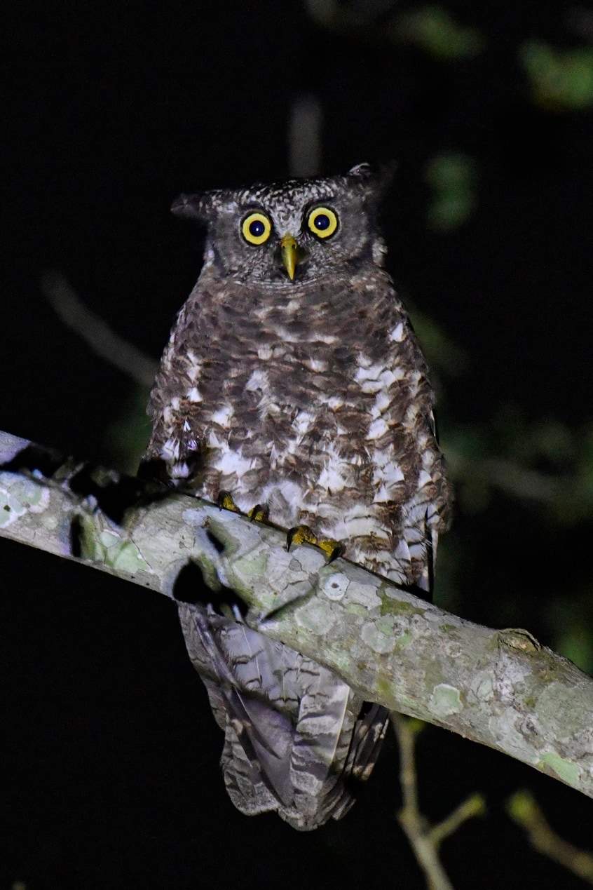 Akun eagle-owl