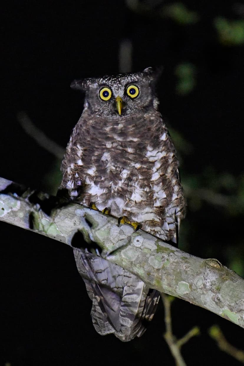 Akun eagle-owl