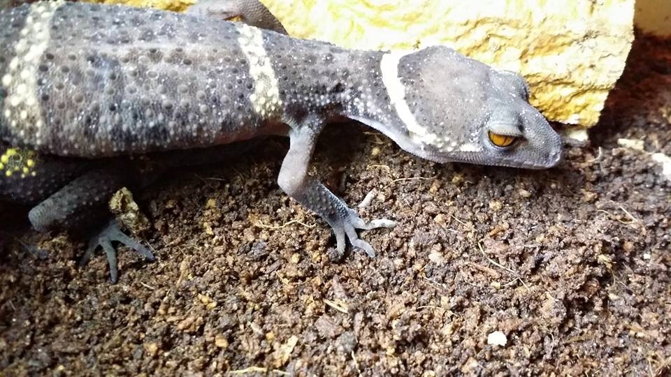 Lichtenfelder's gecko